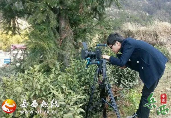 安徽电视台来岳拍摄岳西翠兰宣传材料 - 县直动