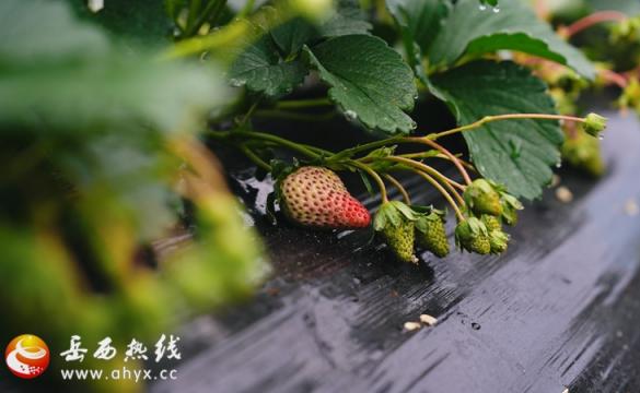 和平乡：草莓园里管护忙 农旅融合人气旺